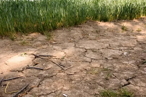 Takáč rozdelí milióny farmárom napriek suchu