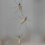 Vírus Usutu potvrdili tento rok už aj na Slovensku