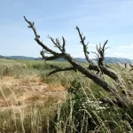 Sucho je najhoršie minimálne od roku 2015, uviedli meteorológovia