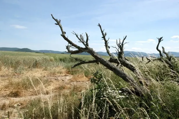 Sucho je najhoršie minimálne od roku 2015, uviedli meteorológovia