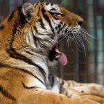 Tiger v anglickej zoo vážne zranil muža, útok sa vyšetruje
