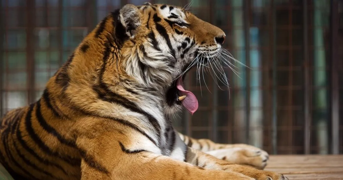 Tiger v anglickej zoo vážne zranil muža, útok sa vyšetruje